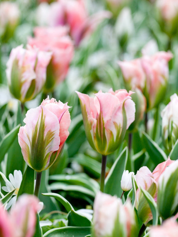 When to plant tulips, daffodils & alliums for a stunning spring display